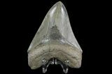 Serrated, Fossil Megalodon Tooth - Georgia #76502-2